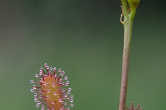 Kleine zonnedauw_HBN6628