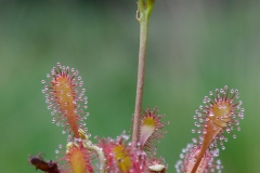Kleine zonnedauw_HBN6631