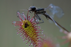 Kleine zonnedauw_HBN6637