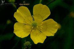 Kruipende boterbloem