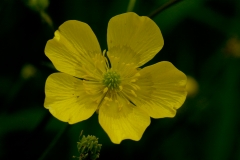 kruipende-boterbloem