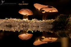 Paddestoelen