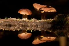 Eekhoorntjesbrood_HBN8210