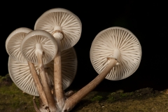 Porseleinzwam_HBN0339