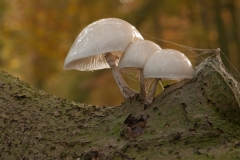 Porseleinzwammen