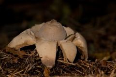 gekraagde aardster_HBN1629
