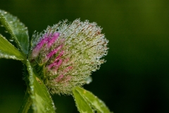 Rode-klaver-5