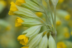 Sleutelbloem