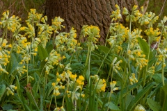 sleutelbloem_HBN5481