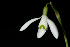 sneeuwklokje-1