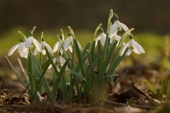 sneeuwklokjes_HBO1250