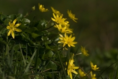 speenkruid_HBO3019
