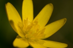 speenkruid_HBO3023