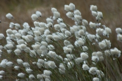 veenpluis