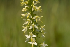 welriekende-nachtorchis_HBO0150