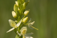 welriekende-nachtorchis_HBO0169
