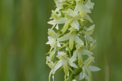 welriekende-nachtorchis_HBO0179