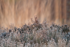 Heide_HBN9890