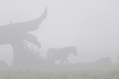 Oderdelta Polen mist_HBN0400
