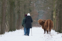 Schotse Hooglander; Highland Cow; Schottisches Hochlandrind