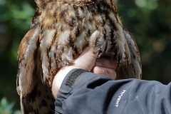 Vogelonderzoek_HB74104