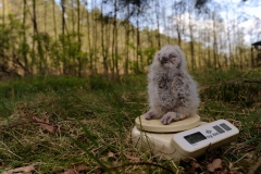 Vogelonderzoek_HB74163