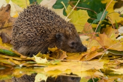 egel_HBN1618