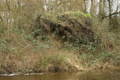 ijsvogelboom_HBO1814