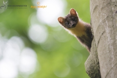Zoogdieren