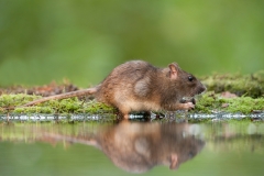 Bruine rat; Brown rat; Rattus norvegicus