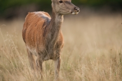 Edelhert_HBN8412