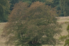 Edelhert_HBN8640