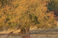 Edelhert_HBN8660