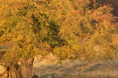Edelhert_HBN8665