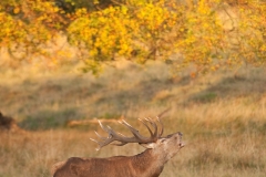 Edelhert_HBN8675