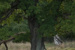 Edelhert_HBN8999