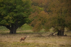 Edelhert_HBN9053