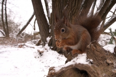 Eekhoorn; Red Squirrel; Sciuris Vulgaris