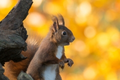 Eekhoorn;Red Squirrel;Sciuris Vulgaris