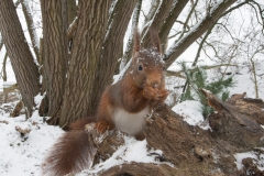 Eekhoorn; Red Squirrel; Sciuris Vulgaris