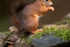 Eekhoorn_HBN5639