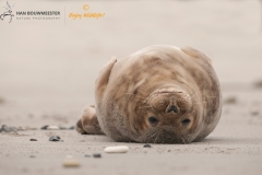 Grijze zeehond