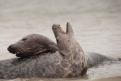 grijze zeehond, grey seal, Halichoerus grypus, kegelrob