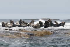grijze zeehond_HBN4313