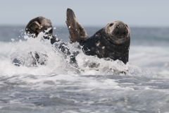 grijze zeehond_HBN4331