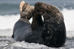 grijze zeehond_HBN4350