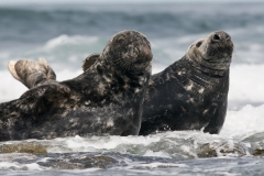 grijze zeehond_HBN4368