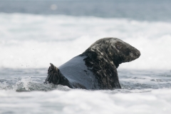 grijze zeehond_HBN4378