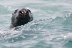 grijze zeehond_HBN4395