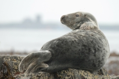 grijze zeehond_HBO1843